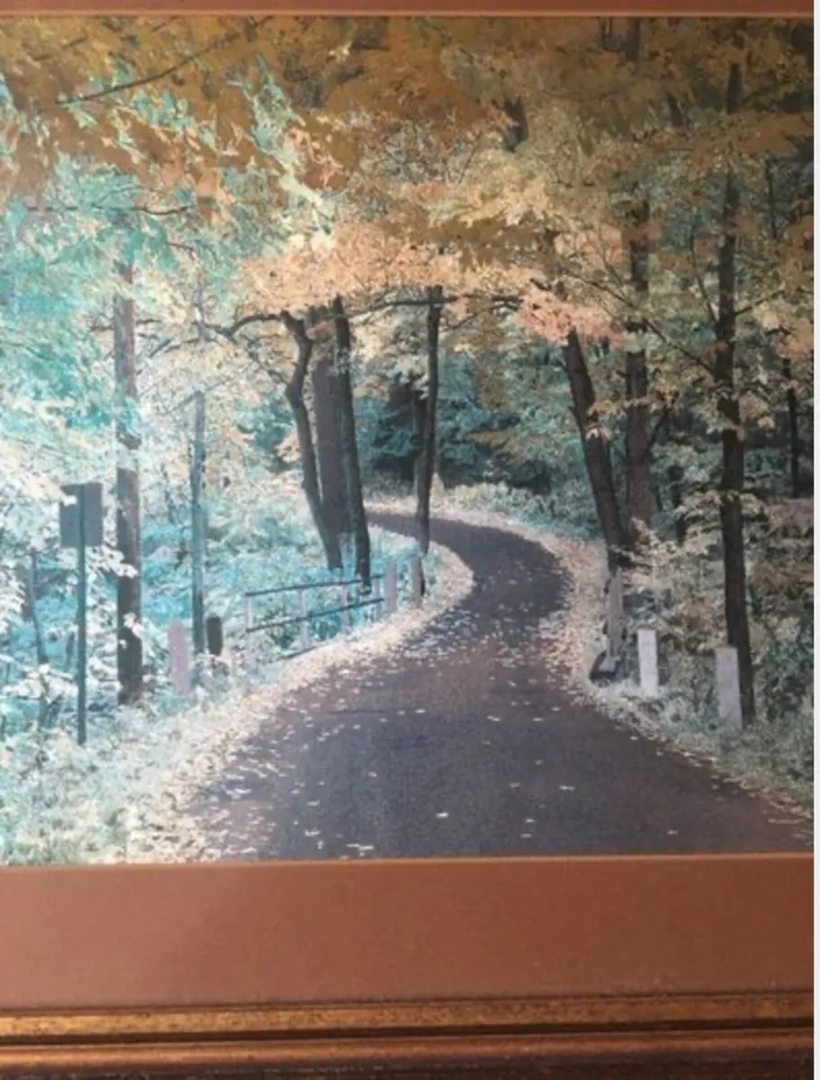 Picture of entrance to forest - Image 2