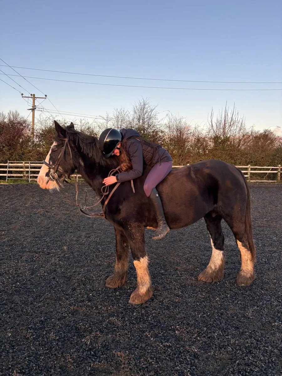 15.1/2h older aged mare - Image 1