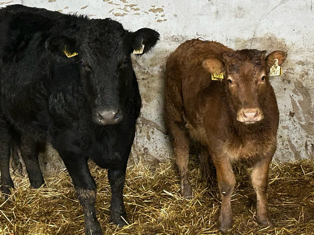 First calved heifer and heifer calf - Image 2