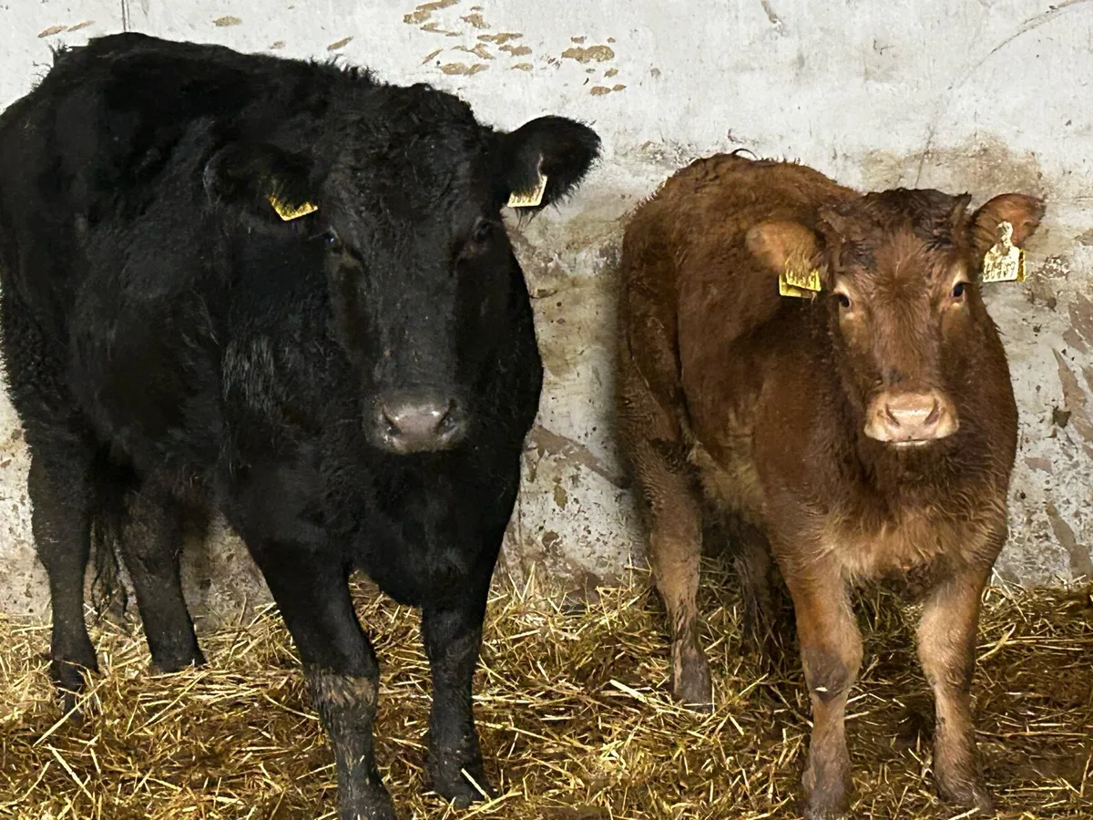 First calved heifer and heifer calf - Image 1