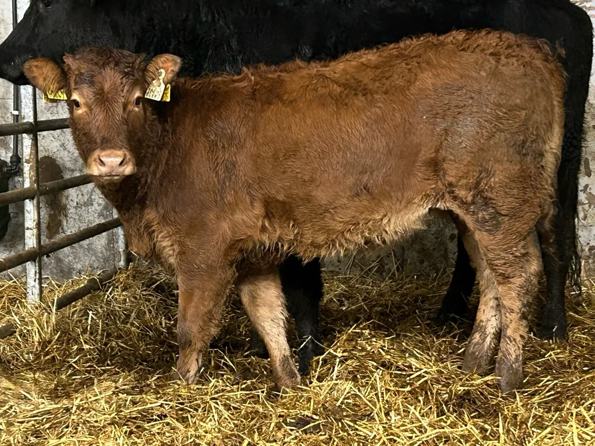 First calved heifer and heifer calf - Image 3