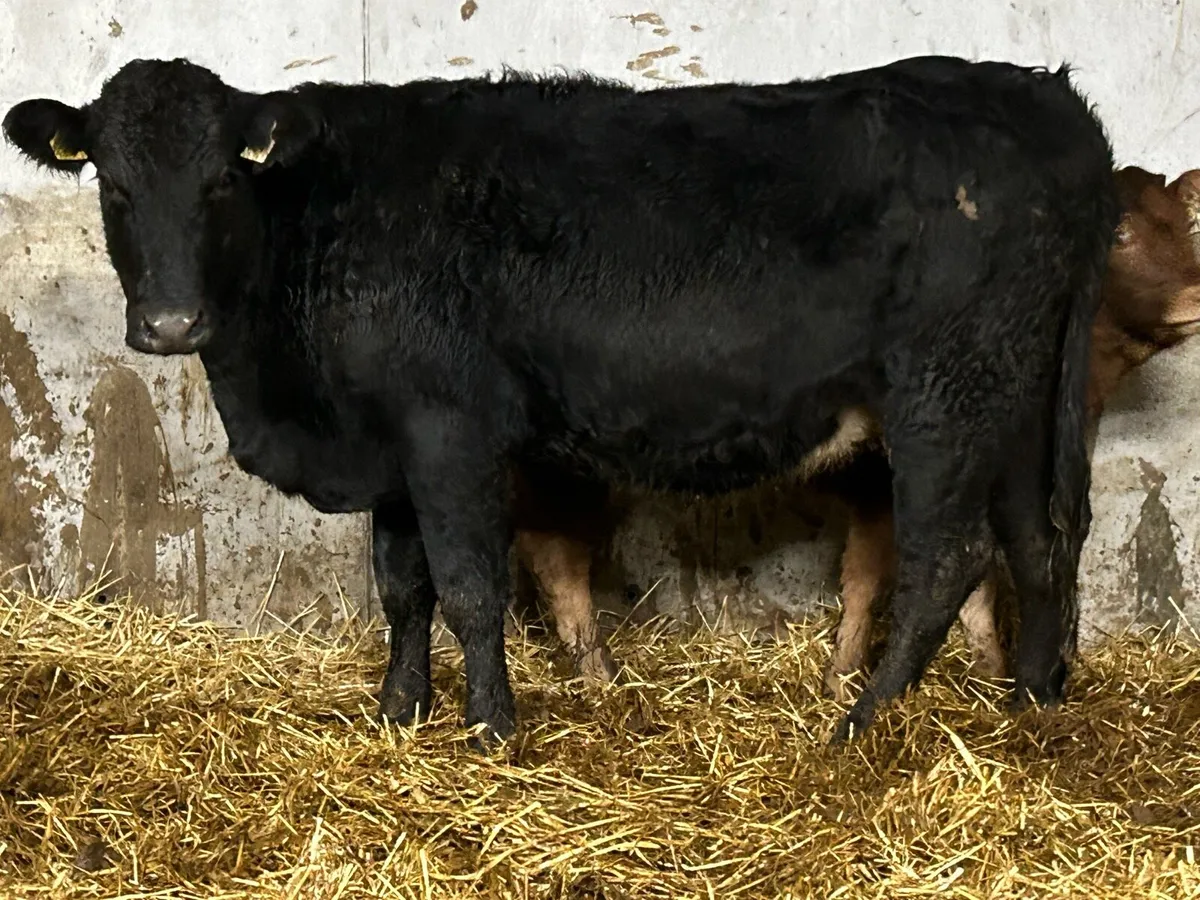 First calved heifer and heifer calf - Image 4