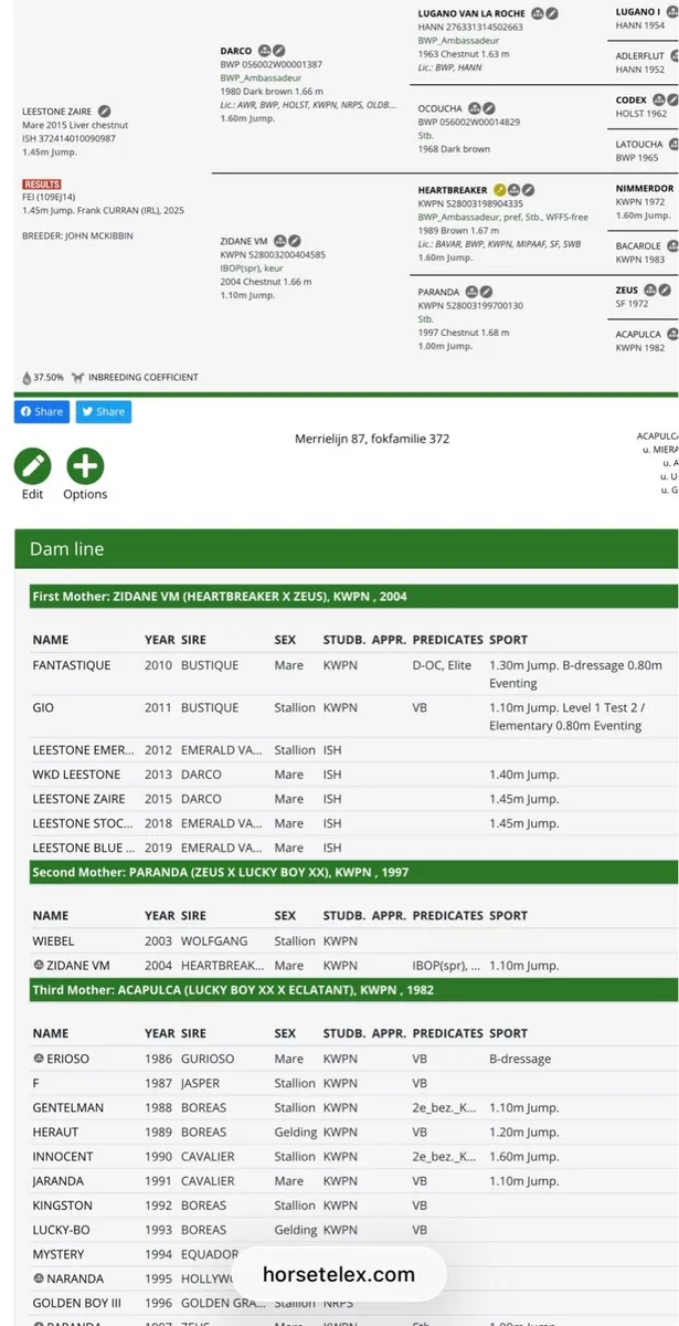 15,2 Showjumping mare - Image 4