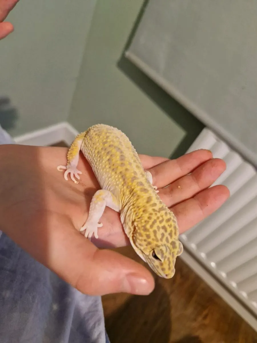 Leopard gecko - Image 1