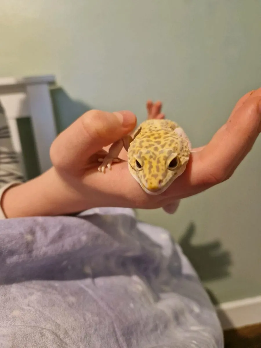Leopard gecko - Image 2