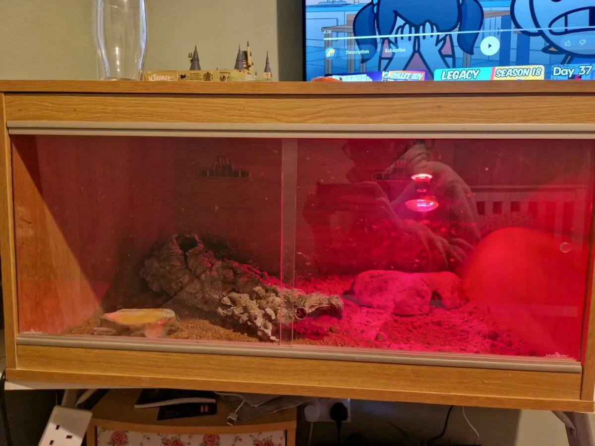 Leopard gecko - Image 3