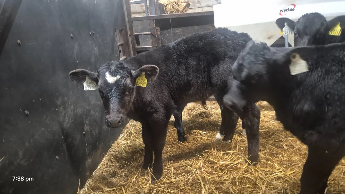 10 Proper Aberdeen Angus bulls for sale - Image 1