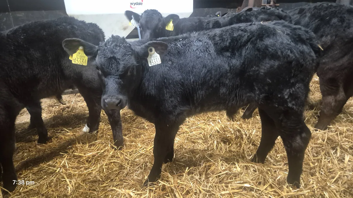 10 Proper Aberdeen Angus bulls for sale - Image 2