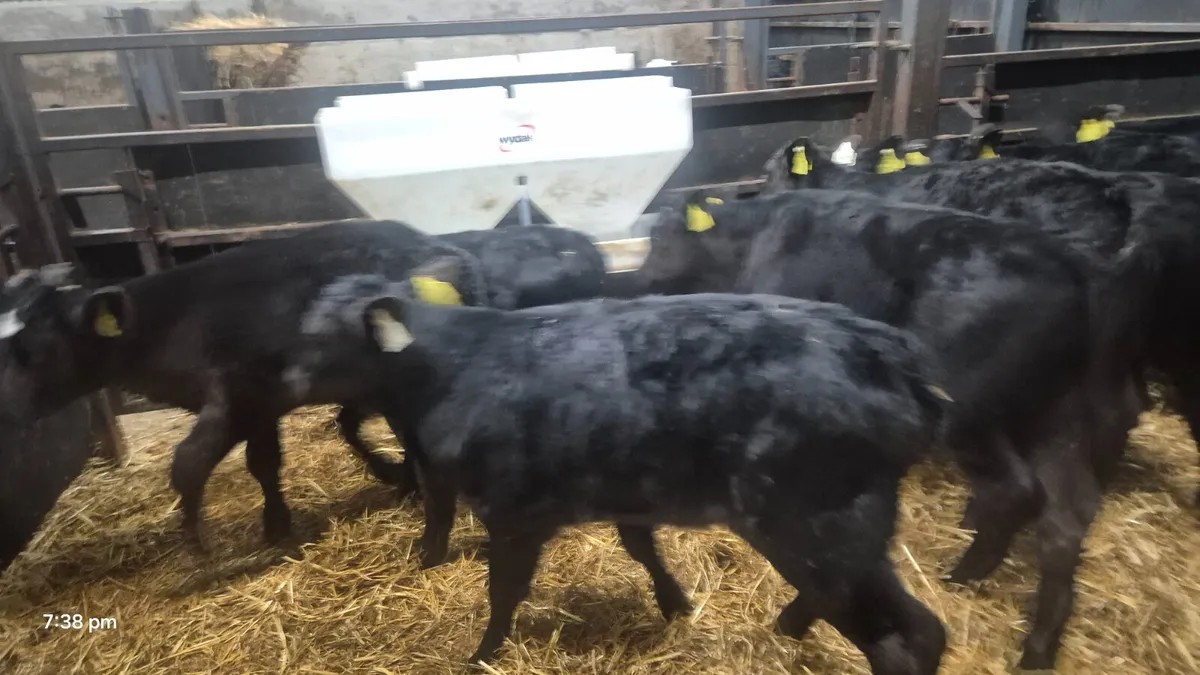 10 Proper Aberdeen Angus bulls for sale - Image 3