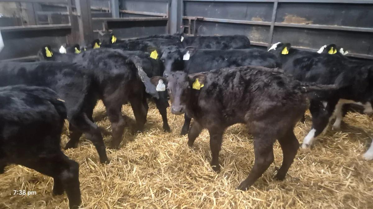 10 Proper Aberdeen Angus bulls for sale - Image 4
