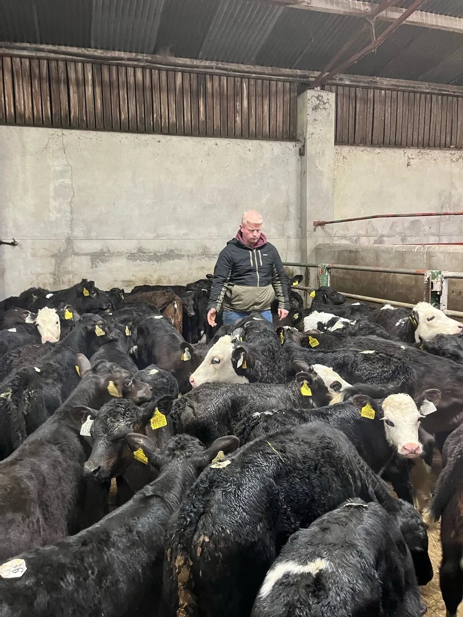 67 FRESH CALVES NOW IN!!! - Image 1