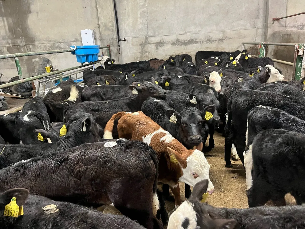 67 FRESH CALVES NOW IN!!! - Image 2