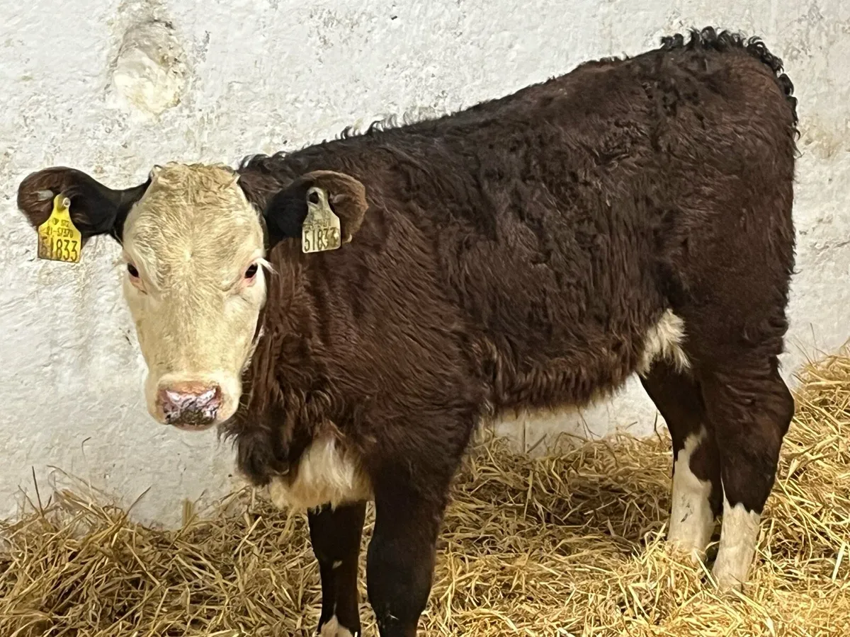 6 Serious R Grade HEX Heifer Calvez - Image 1