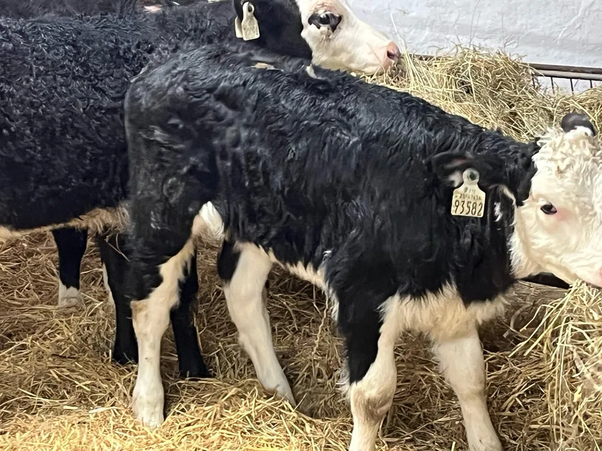 6 Serious R Grade HEX Heifer Calvez - Image 2