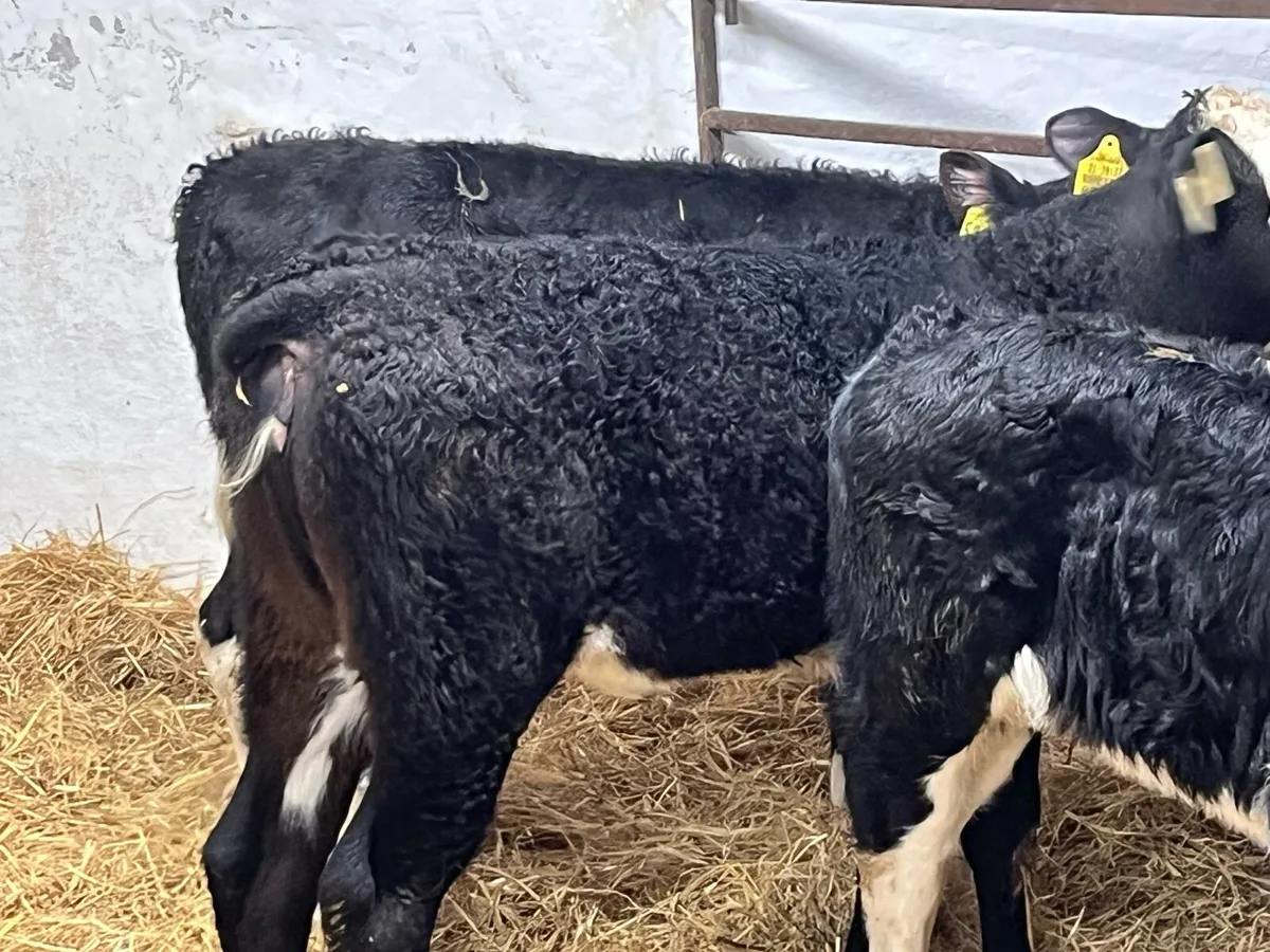 6 Serious R Grade HEX Heifer Calvez - Image 3