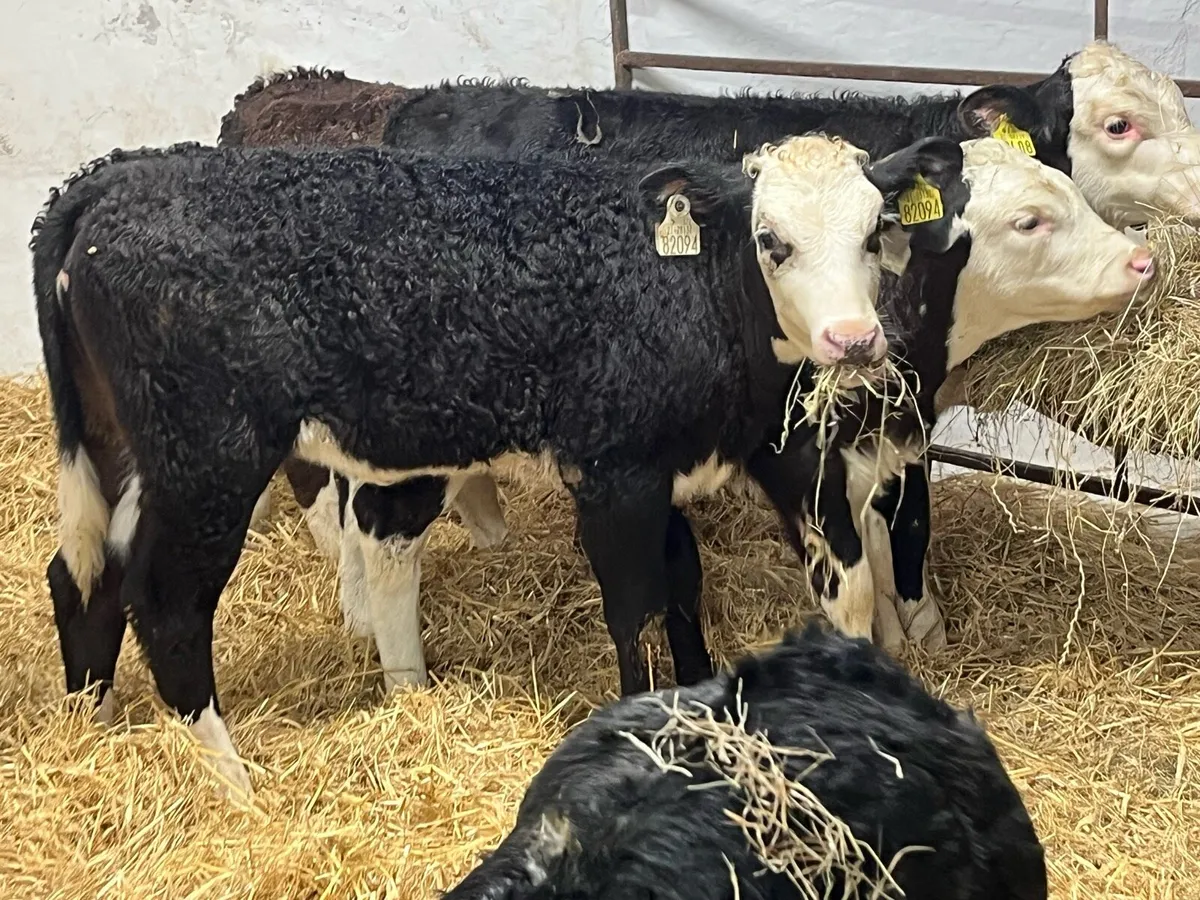 6 Serious R Grade HEX Heifer Calvez - Image 4