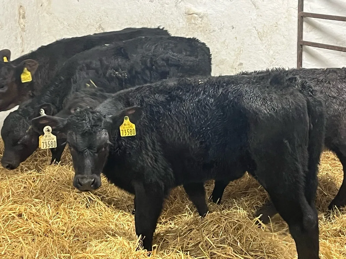 Real Proper R Grade Type AA Heifer Calves - Image 1