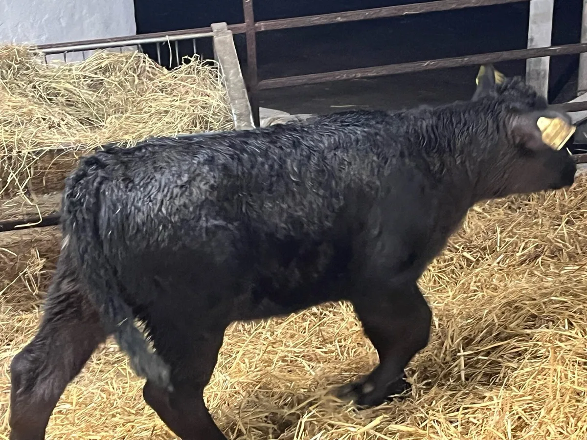 Real Proper R Grade Type AA Heifer Calves - Image 2