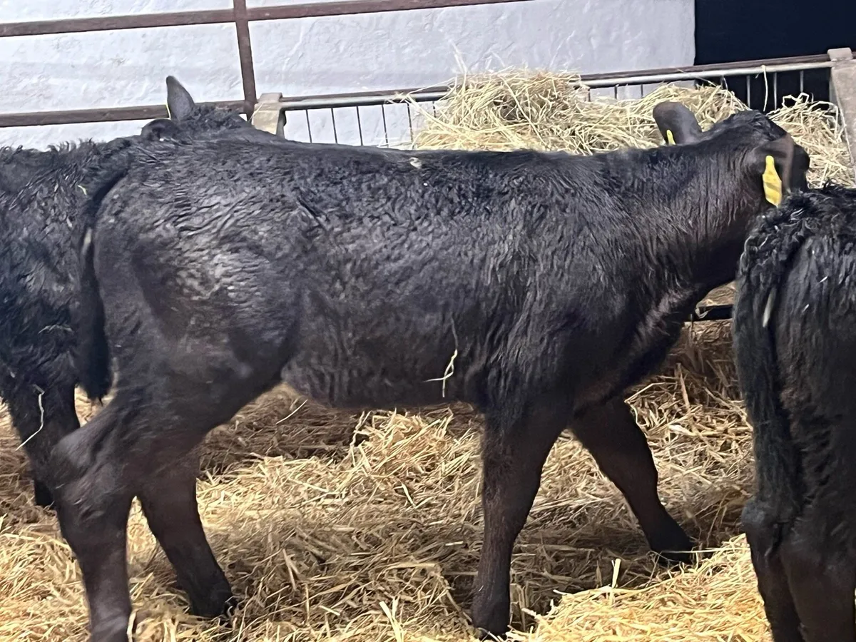 Real Proper R Grade Type AA Heifer Calves - Image 3