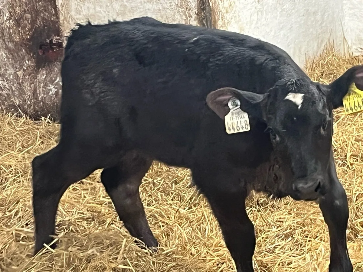 Real Proper R Grade Type AA Heifer Calves - Image 4