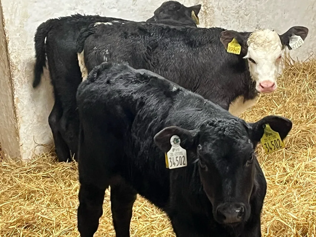 Smashing AA & HE Heifer Calves - Image 3
