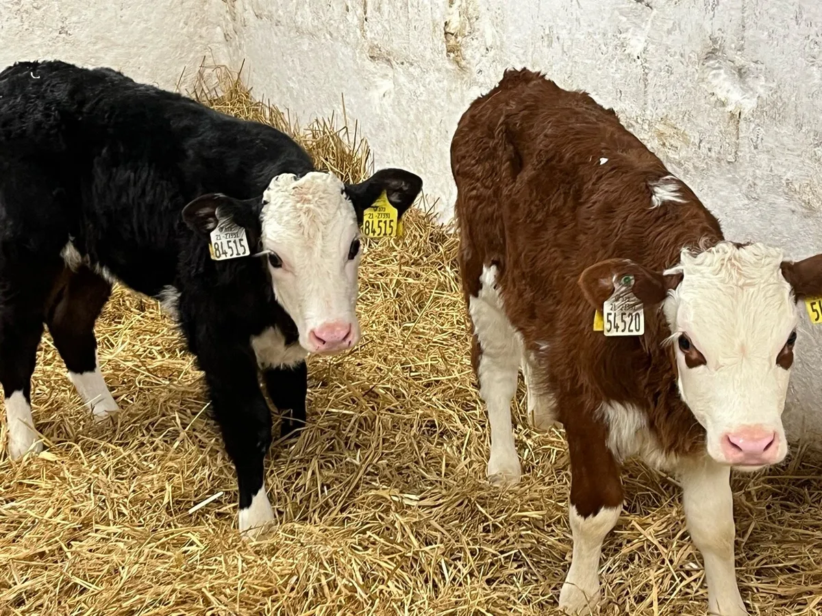 Smashing AA & HE Heifer Calves - Image 1