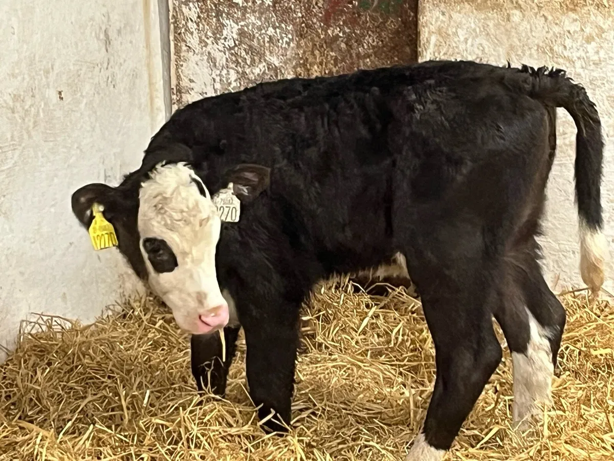 Smashing AA & HE Heifer Calves - Image 4
