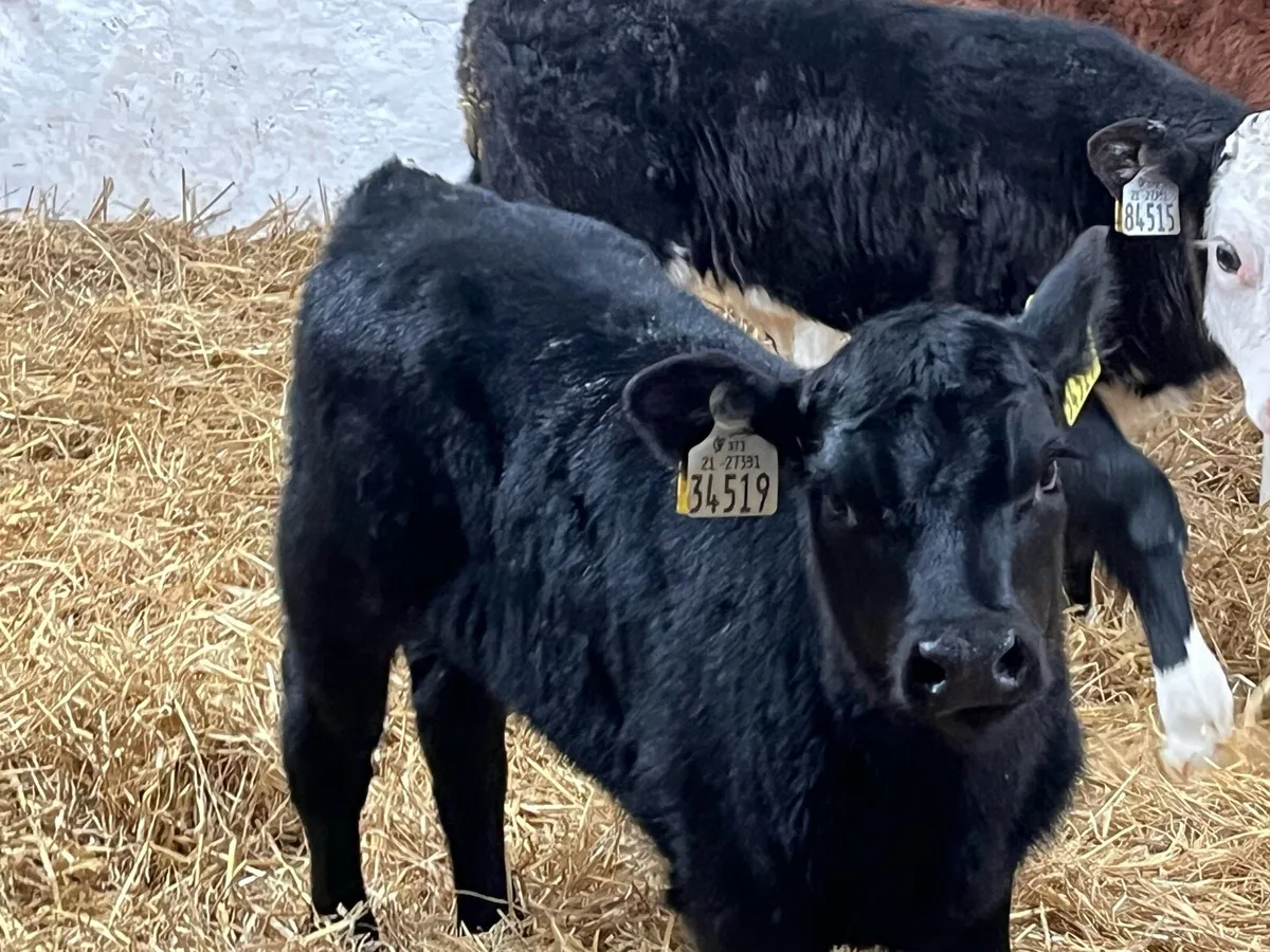 Smashing AA & HE Heifer Calves - Image 2