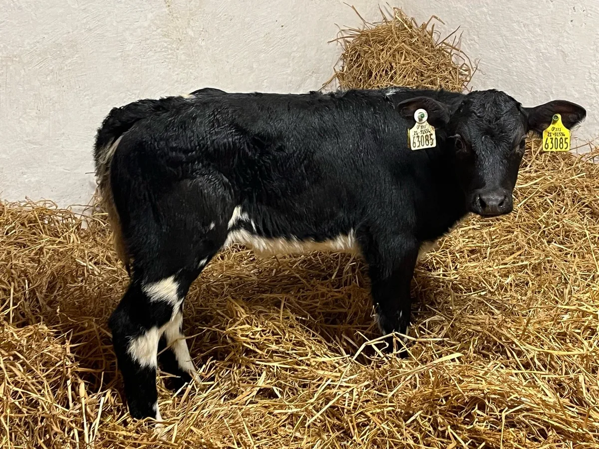 Belgian Blue Calves - Image 1