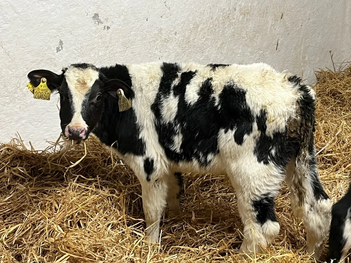 Belgian Blue Calves - Image 2