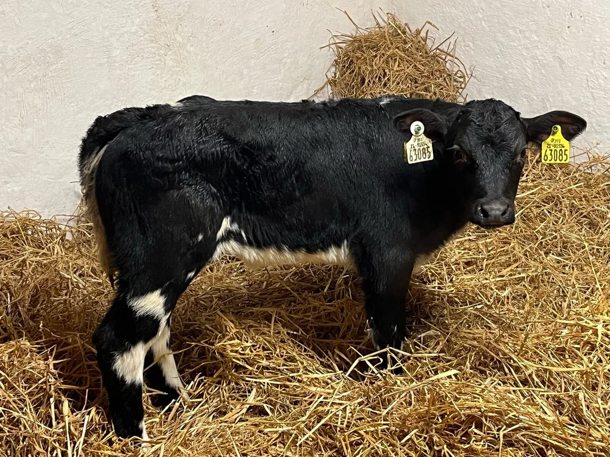 Belgian Blue Calves - Image 3