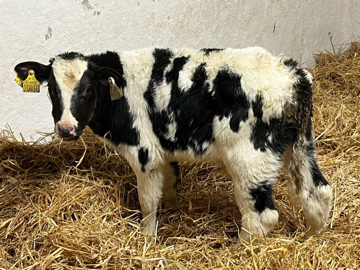 Belgian Blue Calves - Image 4