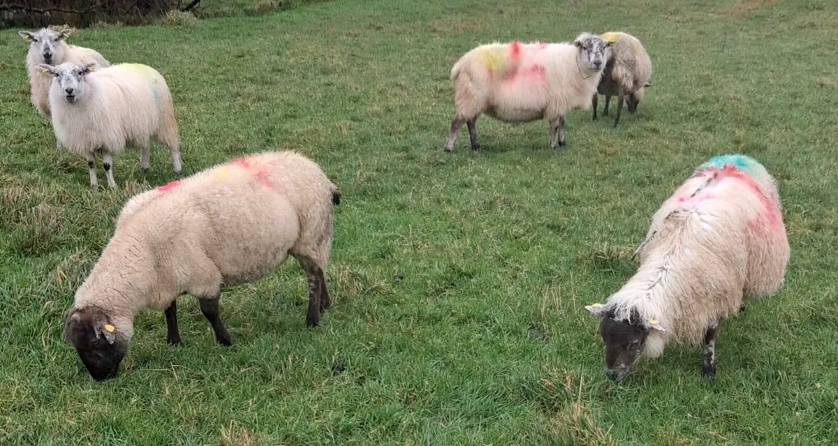 Crossbred Ewes - Image 2