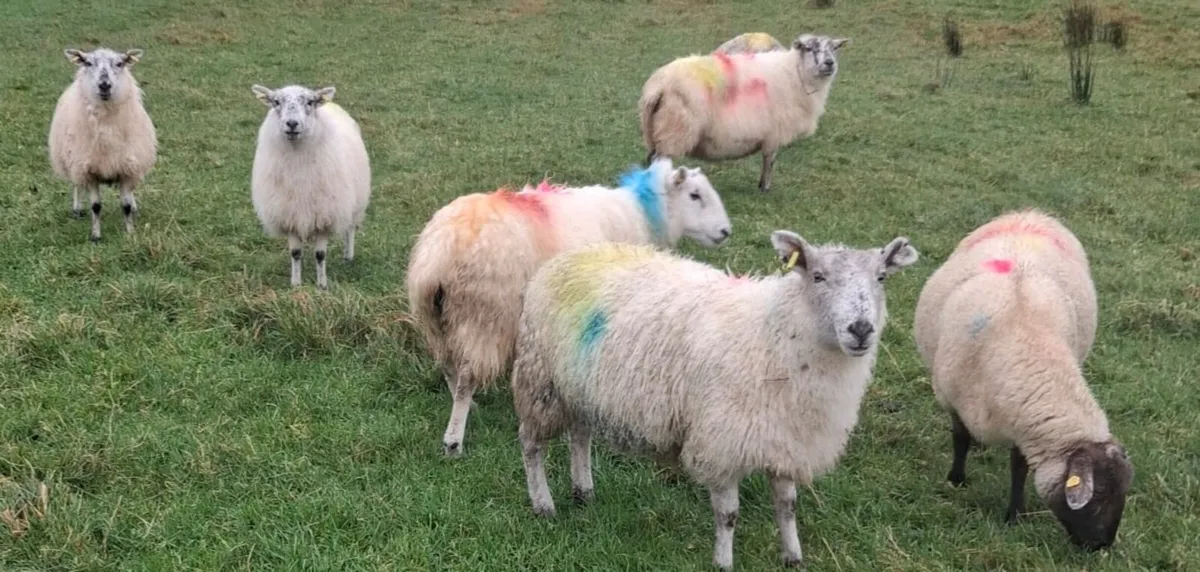 Crossbred Ewes - Image 1