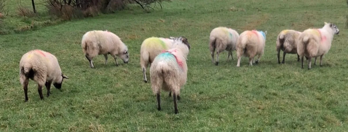 Crossbred Ewes - Image 3