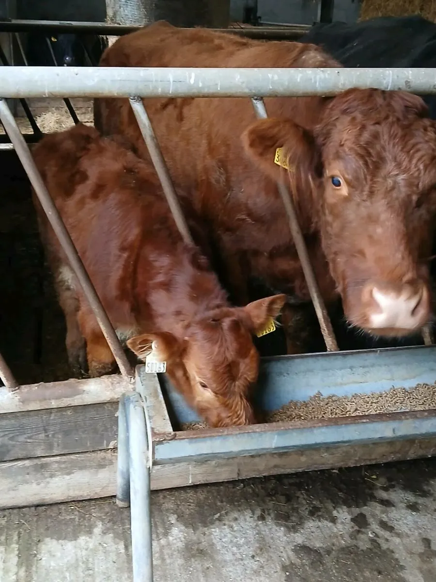 5* Suckler Cow & Calf - Image 1