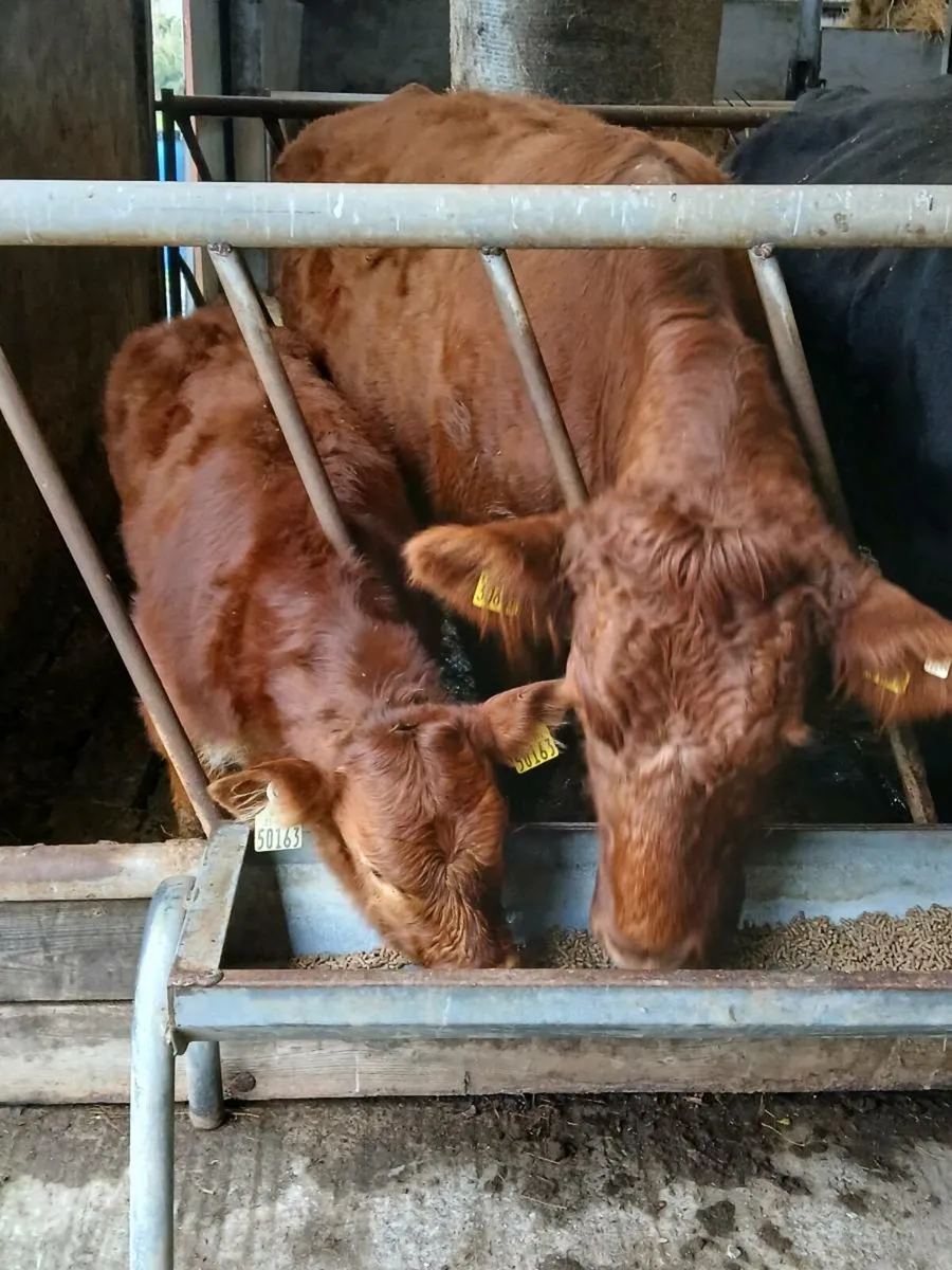 5* Suckler Cow & Calf - Image 2