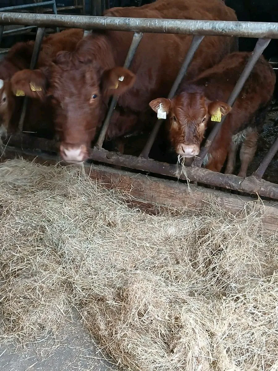 5* Suckler Cow & Calf - Image 3