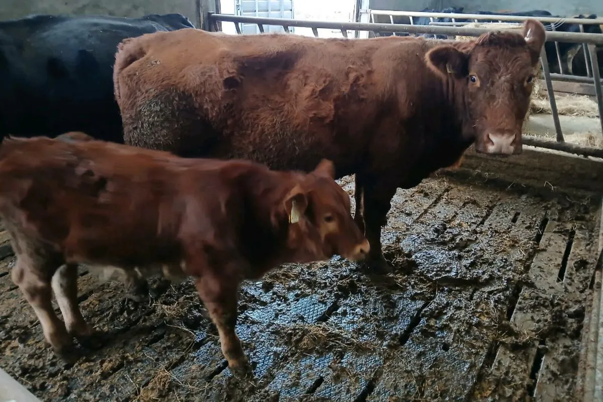 5* Suckler Cow & Calf - Image 4