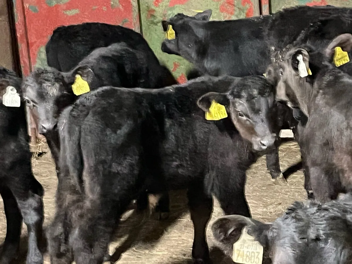 15 SUPER ANGUS BULL CALVES - Image 1
