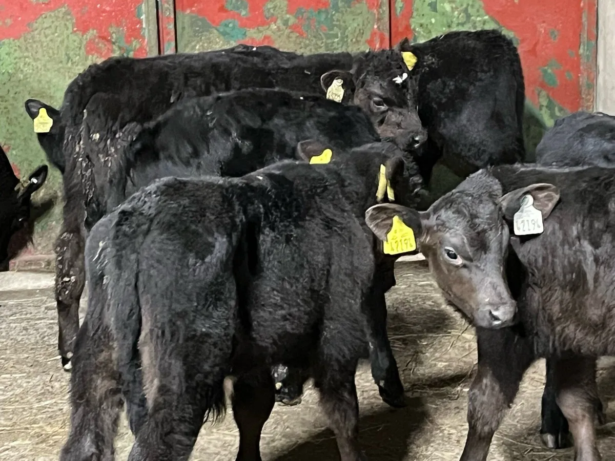 15 SUPER ANGUS BULL CALVES - Image 2