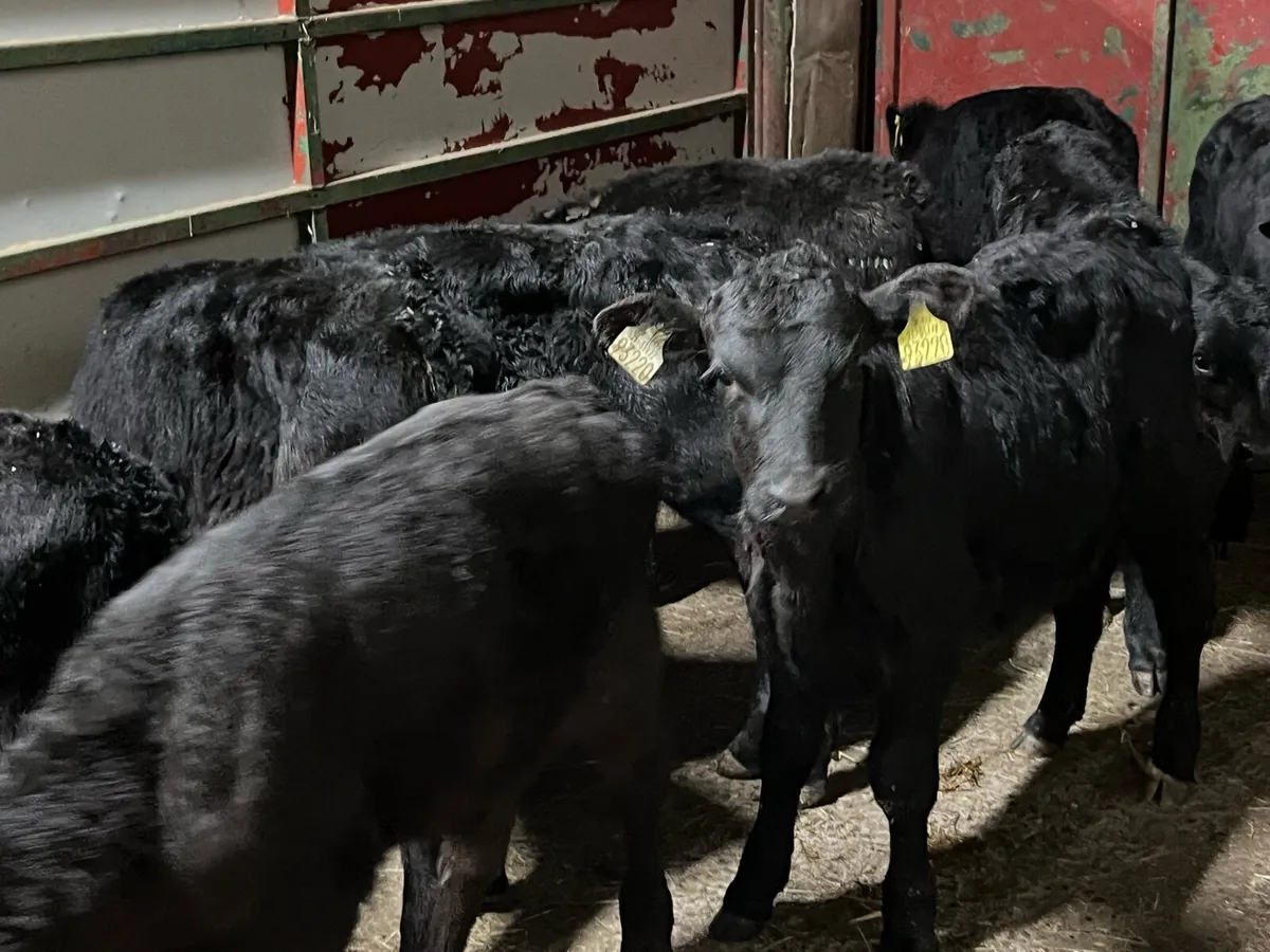 15 SUPER ANGUS BULL CALVES - Image 3