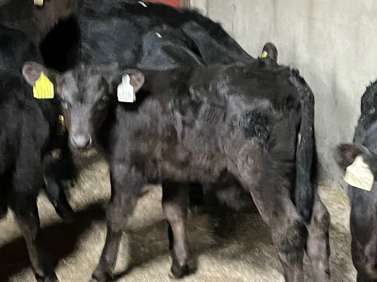 15 SUPER ANGUS BULL CALVES - Image 4