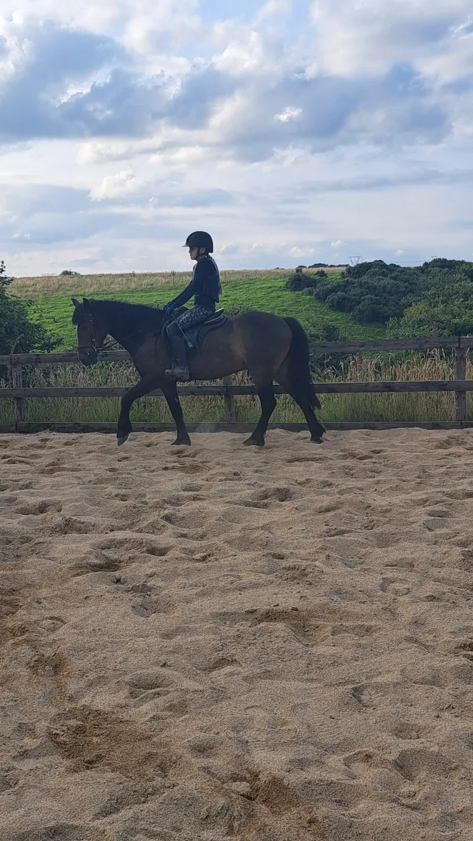 6yr old 12'2 Pony - Image 1