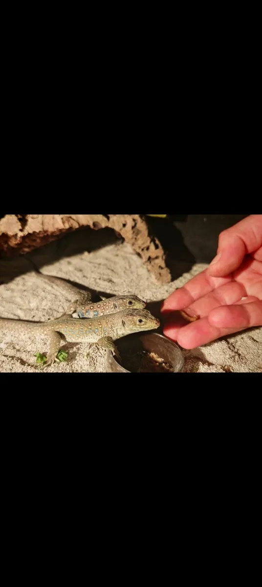 Agamas, lecertas, leopard gekos, - Image 2