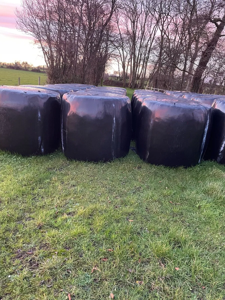 Silage round bales - Image 2