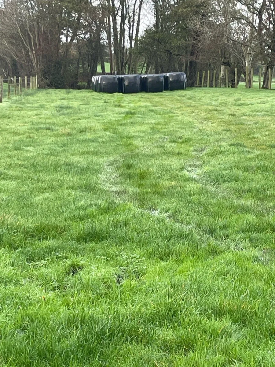 Silage round bales - Image 3