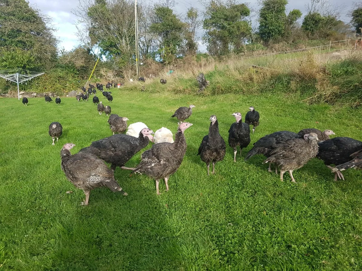 Free range Christmas turkey's