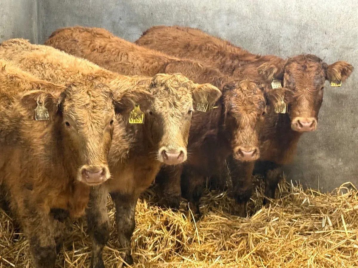 4 SUPER LIMOUSINE HEIFERS ( AI BRED) - Image 1