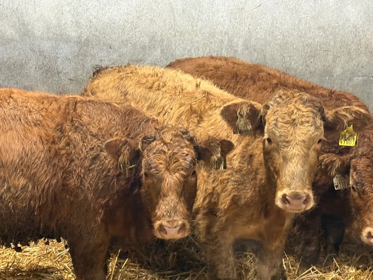 4 SUPER LIMOUSINE HEIFERS ( AI BRED) - Image 2